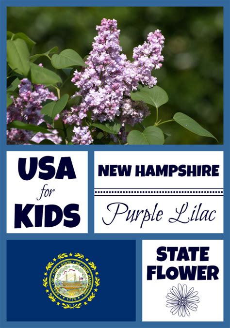 New Hampshire State Flower - Purple Lilac by USA Facts for Kids