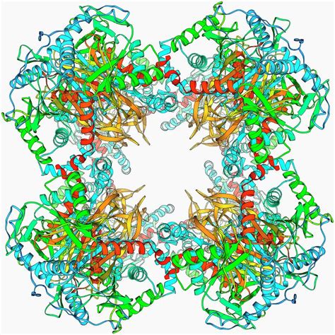 Pyruvate Dehydrogenase Complex Enzyme Photograph by Laguna Design/science Photo Library - Fine ...