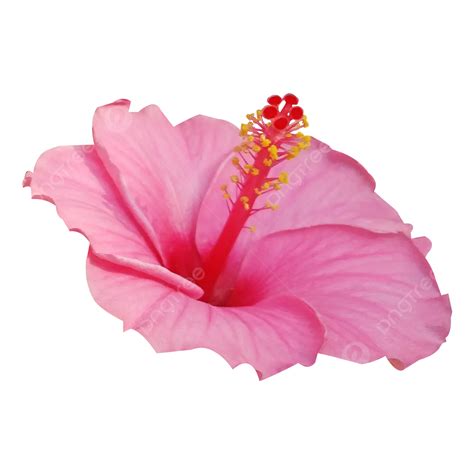 Beautiful Hibiscus Rosa Sinensis Flower, Hibiscus, Flower, Red Flower PNG Transparent Clipart ...