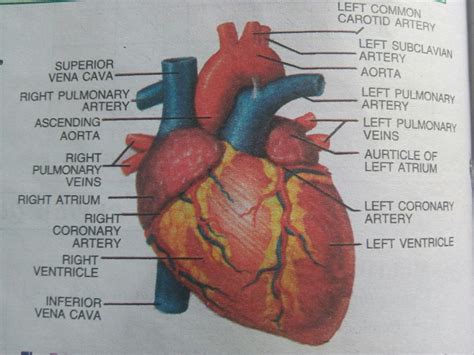 Human Heart Pencil Sketch Pencil drawing sketch heart stock