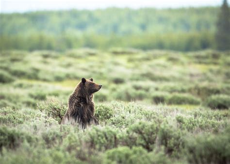 Historical Timeline of Grizzly Bears — Save the Yellowstone Grizzly