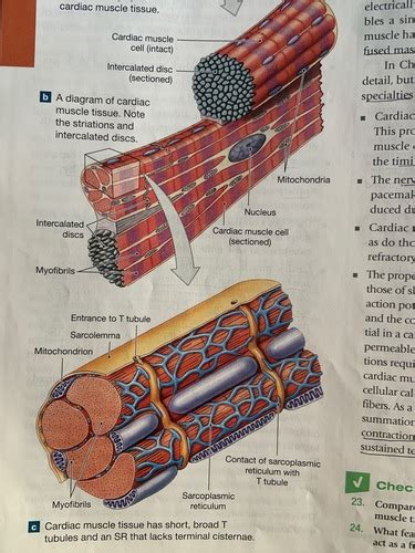 Cardiac muscle Flashcards | Quizlet