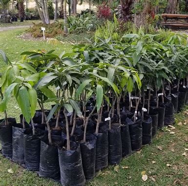 Fruit Trees - Palm Farm Nursery