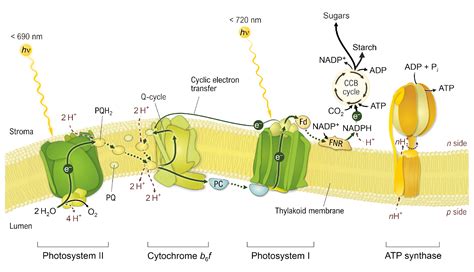 Thylakoid Membrane Photosynthesis