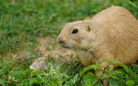 37 Different Types of Gophers • Pest Information and Prevention Tips | PestNile