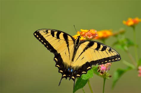 Tiger Swallowtail Butterfly Free Stock Photo - Public Domain Pictures