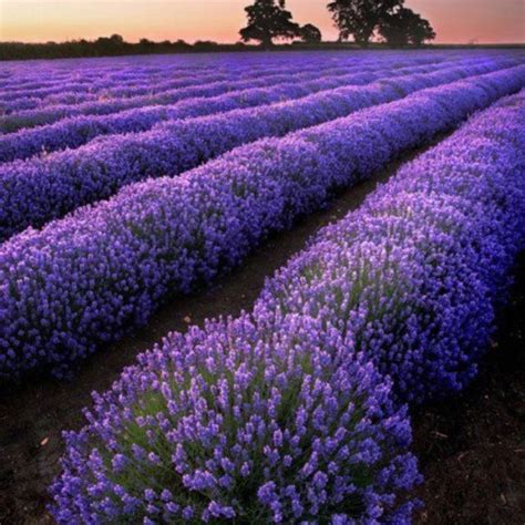 Lavender field | Beautiful flowers, Lavender fields, Beautiful nature