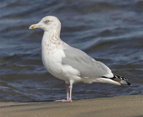 Herring Gull | San Diego Bird Spot