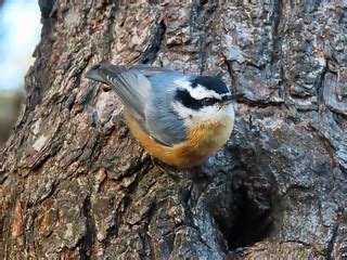 Red Breasted Nuthatch | Richard Griffin | Flickr