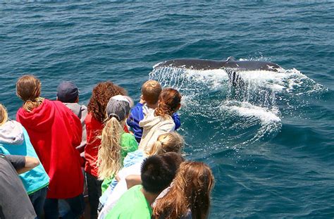 Best Year-Round Whale Watching | Dana Point, California