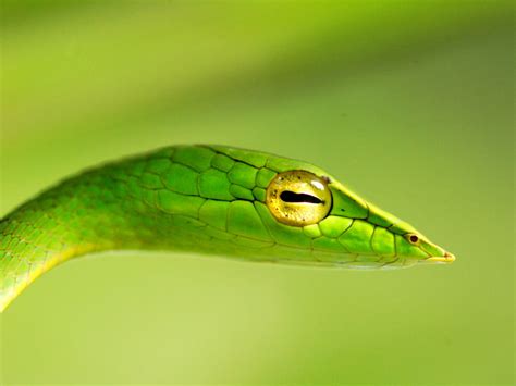 Many Means: Green Vine Snake