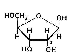 Ribose; D Ribose; D-Ribose