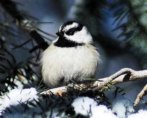 Mountain Chickadee Photograph by Mike Ross | Fine Art America