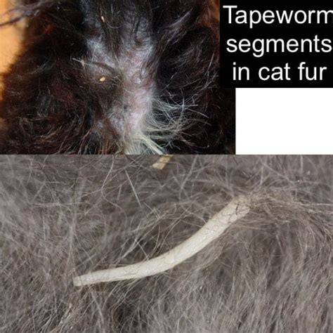 How Can I Tell If My Cat Has Tapeworms - Cat Lovster