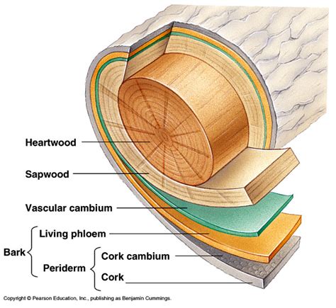 What is cork cambium? | Socratic