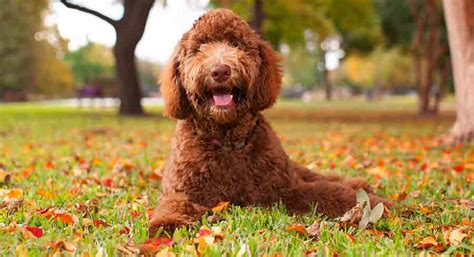 Full Grown Labradoodle - What To Expect From An Adult Labradoodle