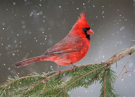 Northern Male Cardinal on pine branch in winter christmas snow by ... | Nature birds, Pet birds ...