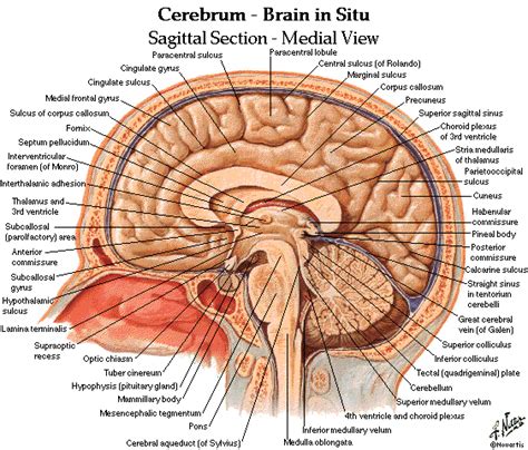 dentalaka: Anatomy and Physiology of Brain Diagrams