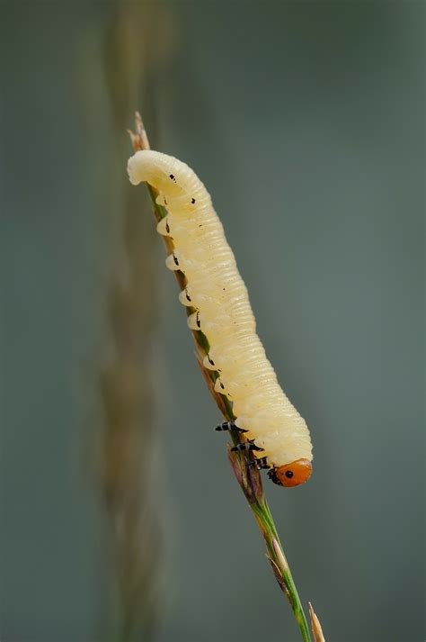 Download free photo of Wasp larva,wasps,larvae,stage of development ...