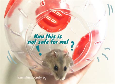 Hamster Exercise Balls are Not Safe, Not Recommended! — Hamster Society (Singapore) | Hamster ...