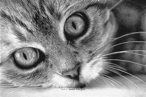 Cat Pencil Portrait Hyper Realistic Portrait-Siddhant | ubicaciondepersonas.cdmx.gob.mx