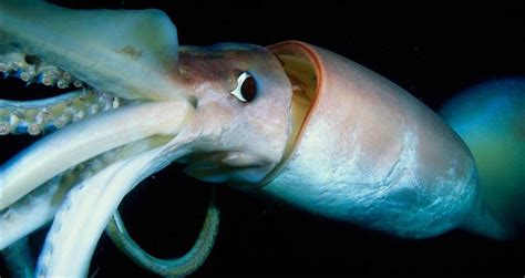 Humboldt squid size & attack, the most dangerous squids