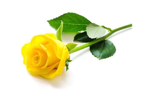 Yellow Rose Stock Photos, Pictures & Royalty-Free Images - iStock