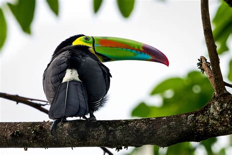 Keel-billed Toucans, Pico Bonito National Park, Honduras | Stephen L ...