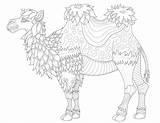 Camel Coloring Pages Camels Colouring Print Printable Bactrian Drawing  sketch template