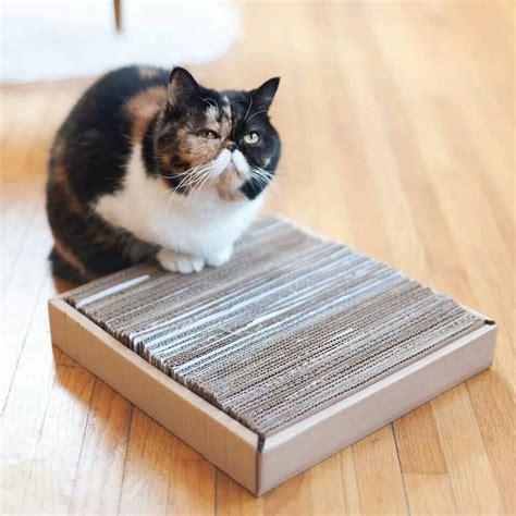 Diy CATS scratcher | Diy cat scratcher, Cat scratcher, Cat diy