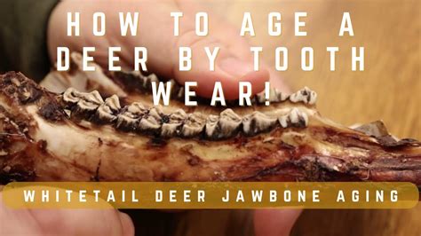 WHITETAIL DEER JAWBONE AGING | How to age a deer by tooth wear! | 8 ...