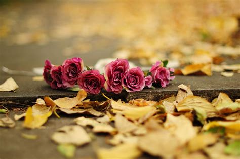 Autumn Flower Wallpapers - Wallpaper Cave