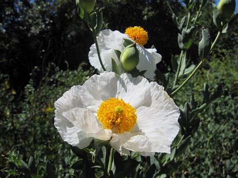 Rare White Tree Matilija Poppy Romneya coulteri - 50 Seeds