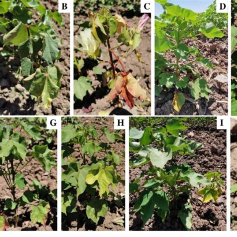 Foliar symptoms due to infections from Fusarium oxysporum f. sp.... | Download Scientific Diagram