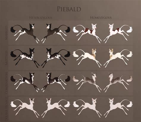 Piebald - Alchetron, The Free Social Encyclopedia