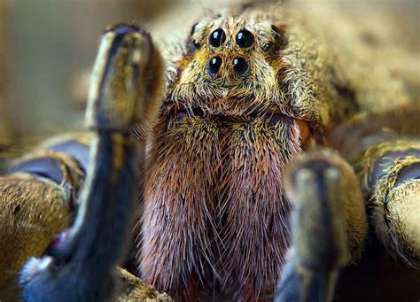 Scary Spiders Pictures - Huge, Hairy & Frightning Spiders