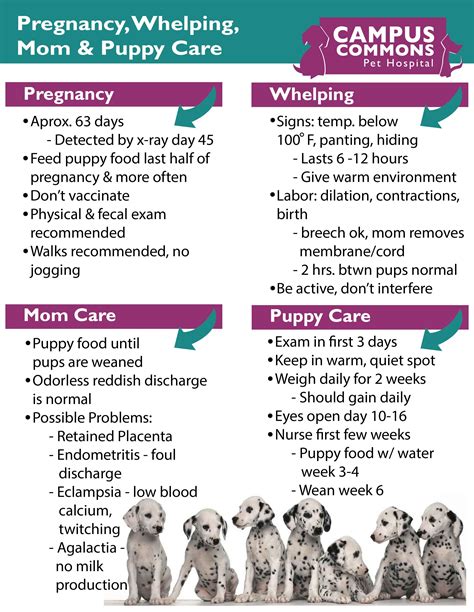 Vet Near Me 95825 - Campus Commons Pet Hospital - Sacramento, CA | Pregnant dog, Whelping ...