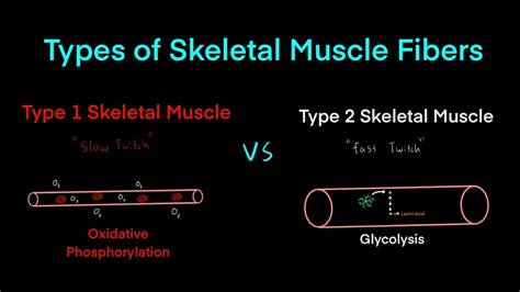 Type 1 “Slow Twitch” Muscle Fibers vs Type 2 “Fast Twitch” Muscle Fibers MCAT Biology ...