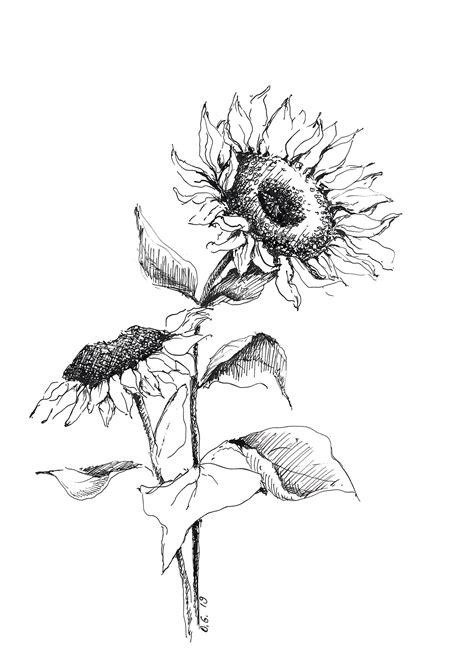 Sunflower sketch - railmzaer