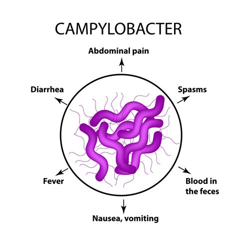 Campylobacter Jejuni Cartoon