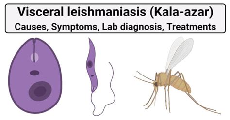 Visceral leishmaniasis (Kala-azar)- Causes, Lab diagnosis, Treatments