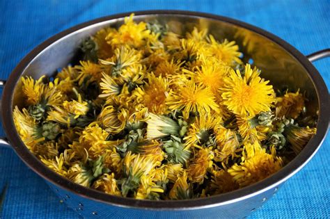 How to Make Easy and Delicious Dandelion Fritters – Herbal Academy