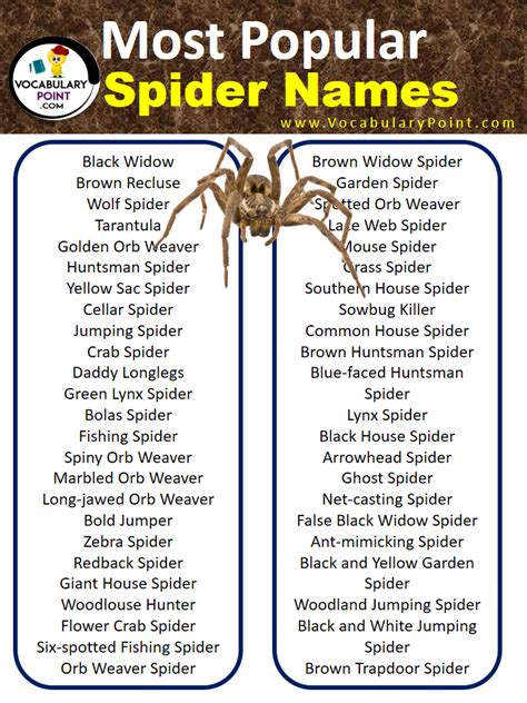 800+ Spider Names (Cute, Funny & Cool) - Vocabulary Point