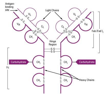 Antibody: Structure, classes and functions