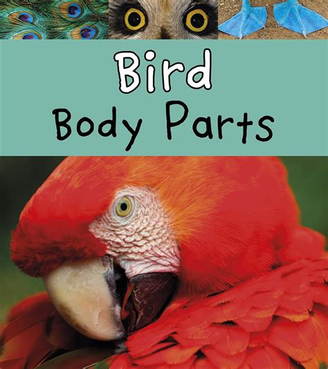 Amazon.com: Bird Body Parts (Animal Body Parts): 9781484625606: Lewis ...