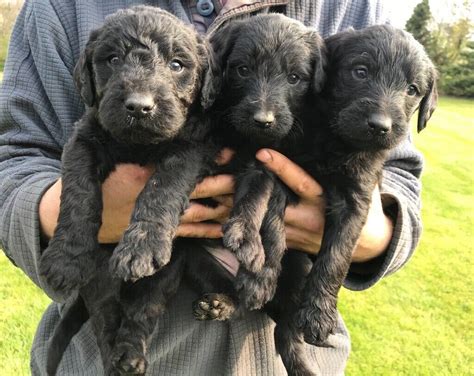 F1 Labradoodle puppies | in Ripon, North Yorkshire | Gumtree