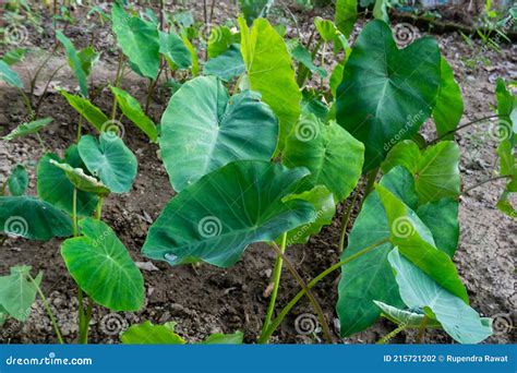 Colocasia Esculenta is a Tropical Plant Grown Primarily for Edible Corms,a Root Vegetable Most ...