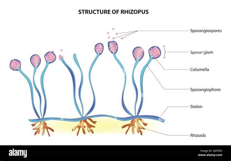 Structure of Rhizopus Stock Photo - Alamy