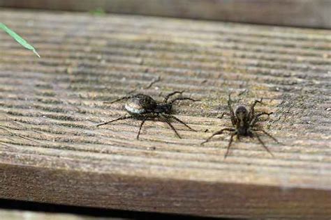 How To Tell If a Spider Is Pregnant -Comparison of Species - Pests Hero