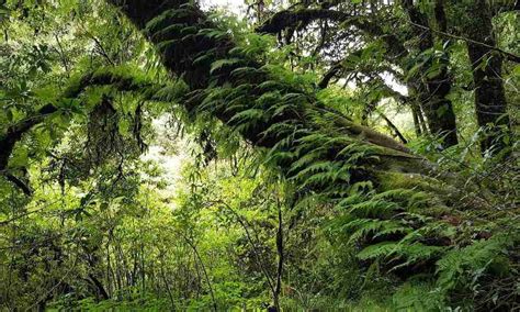 The Doi Inthanon National Park - Green Trails